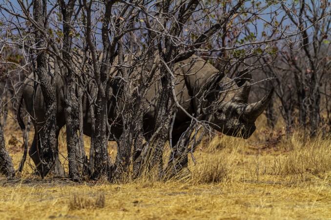 Rhino hinter Busch in Etosha West