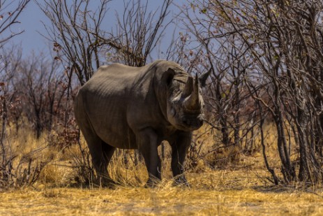 Rhino kommt an Auto in Etosha West