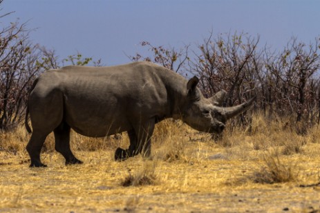 Rhino in Etosha West
