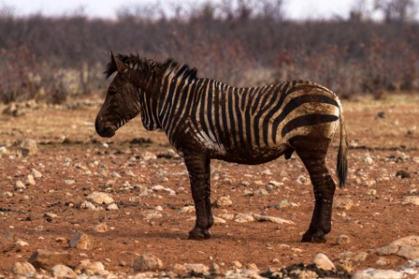 Zebra in Etosha West