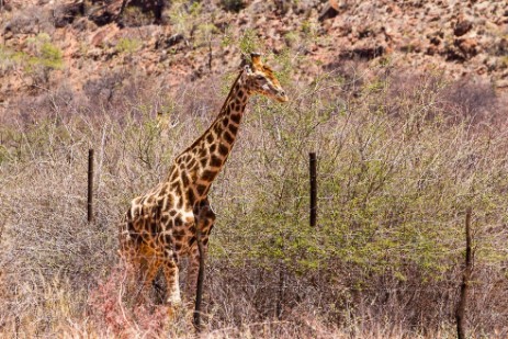 Giraffe auf Fahrt zu Waterberg Plateau Park