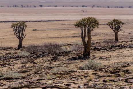 Landschaft und Vegetation auf Fahrt von Sesriem nach Swakopmund