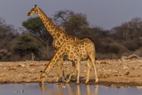 Giraffen am Wasserloch in Abendsonne im Etosha NP