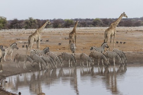 Zebras und Giraffen an Wasserloch