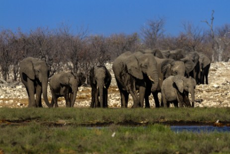 Elefanten an Wasserloch im Etosha NP