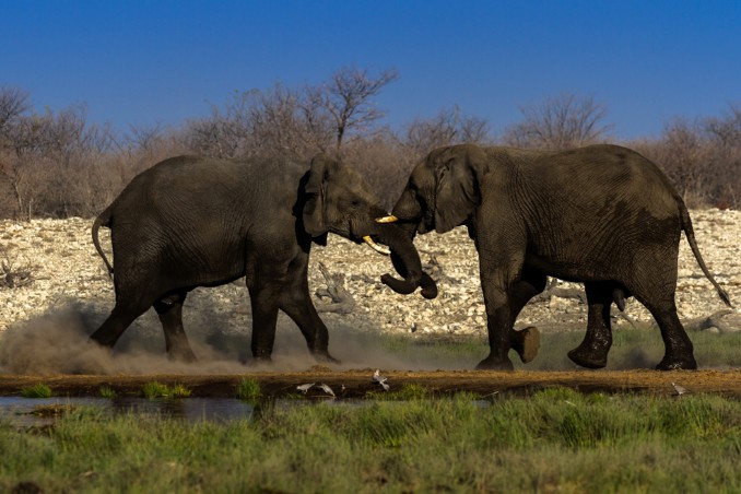 Junge Elefanten kämpfen in Etosha NP