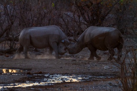 Kämpfende Rhinos an Wasserloch in Etosha NP