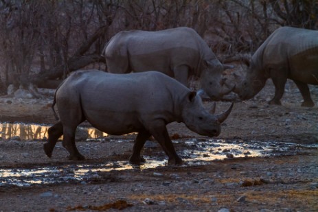 Kämpfende Rhinos an Wasserloch hinter Halali Camp im Etosha NP