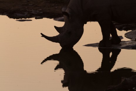 Rhino an Wasserloch im Etosha NP