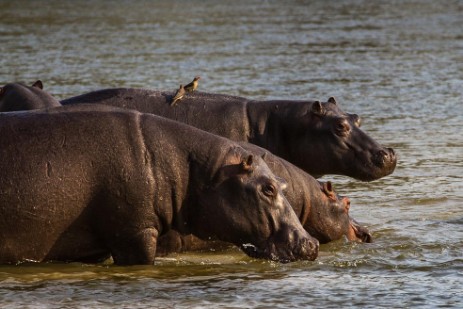 Hippos im Okavango