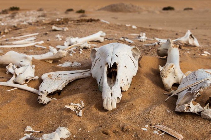 Tierskelette in Dünen von Swakopmund