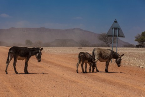 Esel auf Straße auf Fahrt zum Madisa Camp