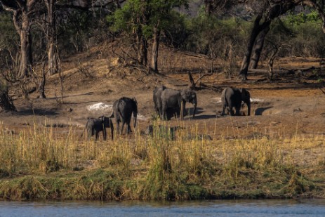 Elefanten bei Mahangu Lodge