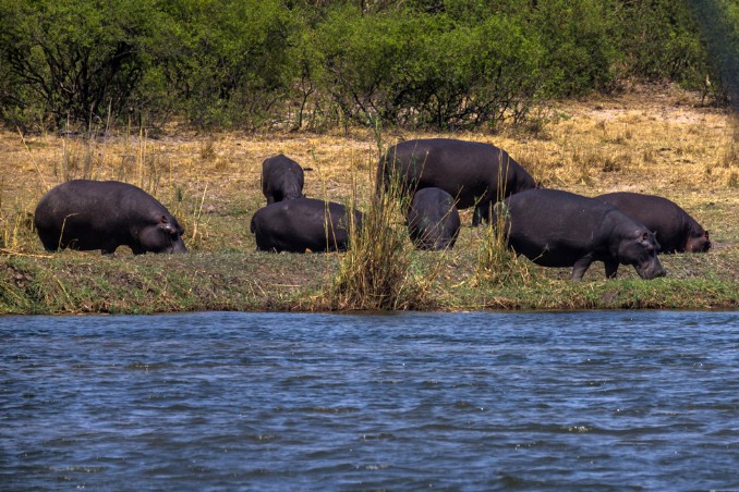 Hippos am Land bei Mahangu Lodge