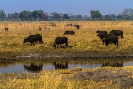 Büffel im Mudumu Nationalpark