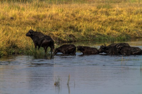 Büffel schwimmen durch Fluss im Mudumu Nationalpark