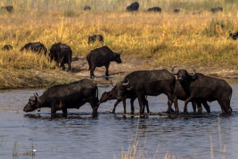 Büffel durchqueren Fluss im Mudumu Nationalpark