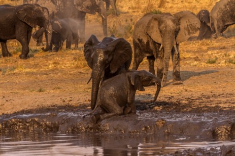 Elefanten an Wasserloch im Mudumu Nationalpark 