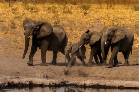  Elefanten an Wasserloch im Mudumu Nationalpark 