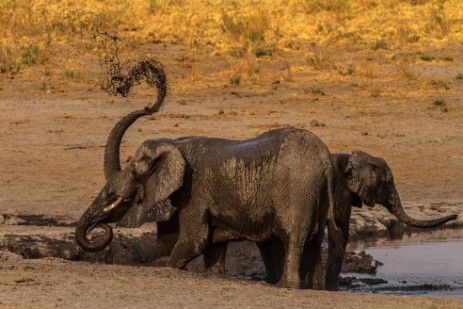  Elefanten an Wasserloch im Mudumu Nationalpark 
