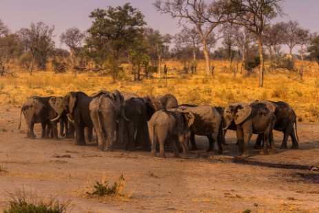 Elefanten an Wasserloch im Mudumu Nationalpark 