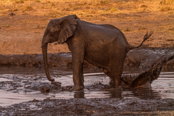 Elefant in Wasserloch im Mudumu Nationalpark