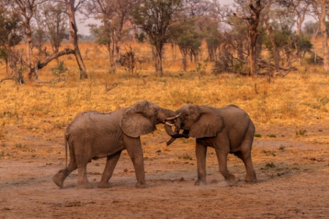 Junge kämpfende Elefanten im Mudumu Nationalpark 