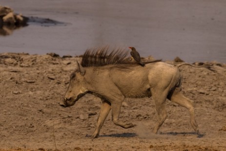 Warzenschwein an Wasserloch im Mudumu Nationalpark 