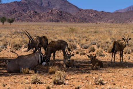 Oryxe bei Sossusvlei im Namib Naukluft NP