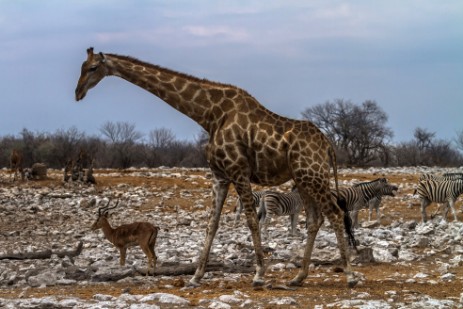 Giraffe, Zebras und Springbock in Etosha NP