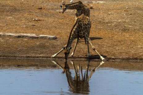 Giraffe trinkt am Wasserloch Chudob im Etosha NP