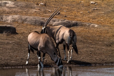 Oryxe am Wasserloch Chudob im Etosha NP