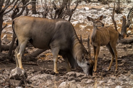 Eland und Kudu in Namutoni im Etosha NP