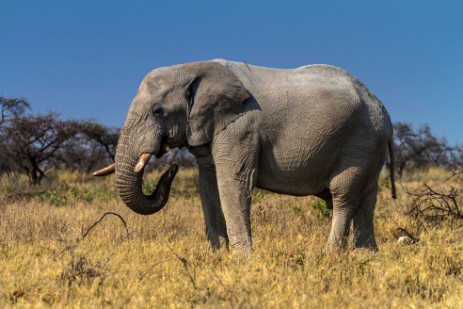 Elefantenbulle bei Namutoni