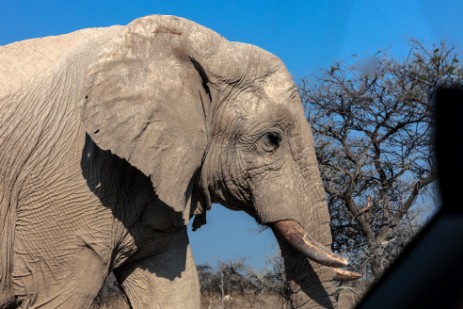 Elefantenbulle im Etosha NP