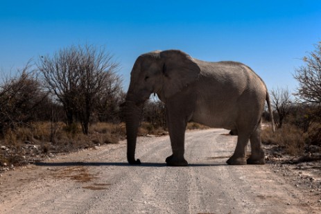 Elefant auf Piste im Etosha NP
