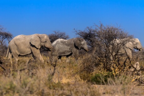 Elefantenbullen bei Namutoni