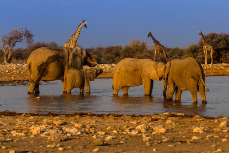 Elefanten und Giraffen an Wasserloch im Etosha NP