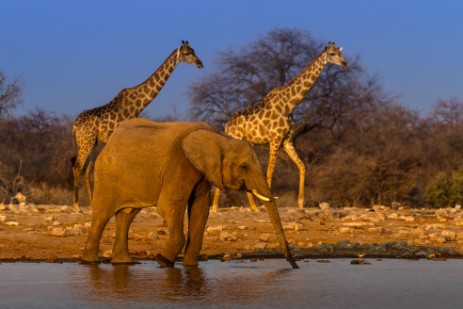 Giraffen und Elefant am Wasserloch Klein Namutoni