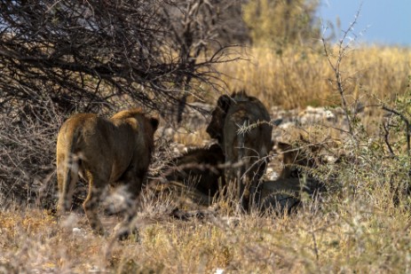 Löwen neben Piste im Etosha NP