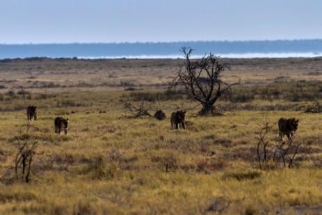 Löwenrudel auf Weg zur Piste in Namutoni