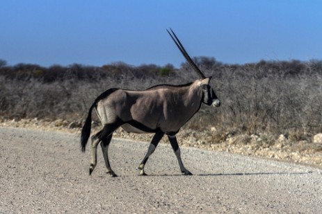 Oryx auf Piste im Etosha NP