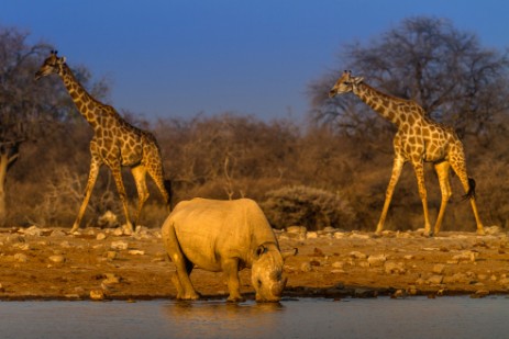 Rhino und Giraffen an Wasserloch im Etosha NP