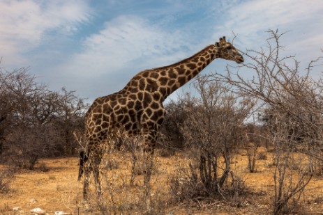 Giraffe im Etosha NP
