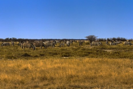 Savanne um Namutoni mit Zebras