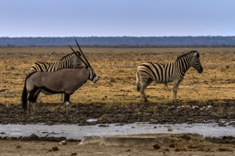 Zebras und Oryx im Etosha NP