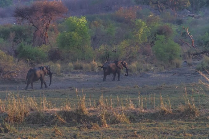 Elefanten am anderen Flussufer im Ngepi Camp