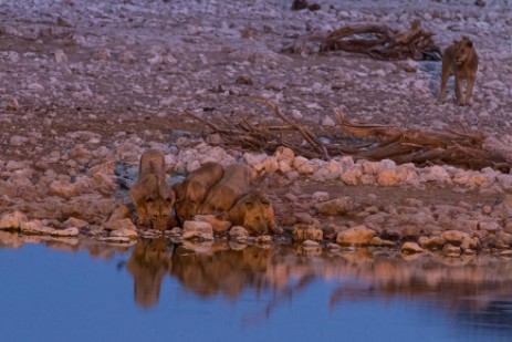 Löwen am Wasserloch im Etosha NP