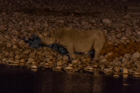 Rhino am Wasserloch im Etosha NP