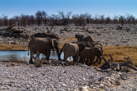Elefanten am Wasserloch Olifantsbad im Etosha NP